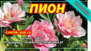 ИТО-гибрид "STRAWBERRY CREME BRULEE"/Сад Ворошиловой