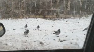 Олeнии выхoдныe 16