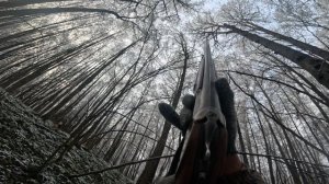 Охота на куницу.