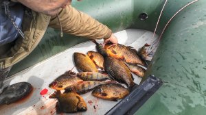 ПРОВЕРИЛ СЕТИ,ПОПАЛИ ЗДОРОВЕННЫЕ ЛАПТИ,ЧТО НА СКОВОРОДУ НЕ ЛЕЗУТ/РЫБАЛКА СЕТЯМИ НА СЕВЕРНЫХ ОЗЕРАХ.