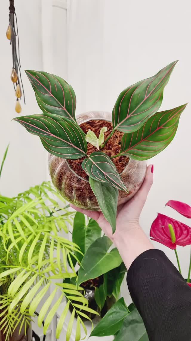 Пересадка аглаонемы в мох сфагнум фускум.