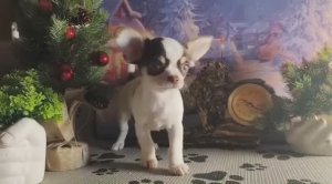 Ботичелли нашёл НОВЫЙ дом 05.12.25 есть другие щенки #купить_щенка_чихуахуа_продаю +79215950848