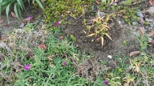 Декабрь. Продолжаю работать в цветниках.