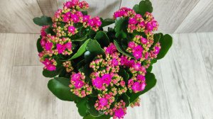 Мало кто знает что КАЛАНХОЕ Пересаживают ТОЛЬКО ТАКИМ СПОСОБОМ!