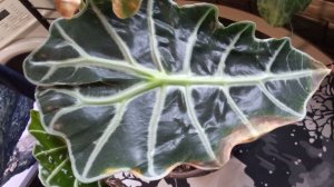 Как случай помог справиться с капризами алоказии