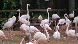 фламинго