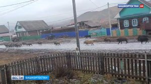 В Абзелиловском районе Башкортостана заметили огромное стадо кабанов