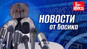 БАСО-НОВОСТИ | всё самое важное о котах БАСИКАХ