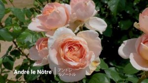 1000010104.mp4.  " почему Он или Она ...судьба...