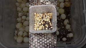 улитки вылупляются