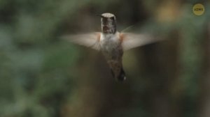 Японские ученые обнаружили сотни новых линий Наска