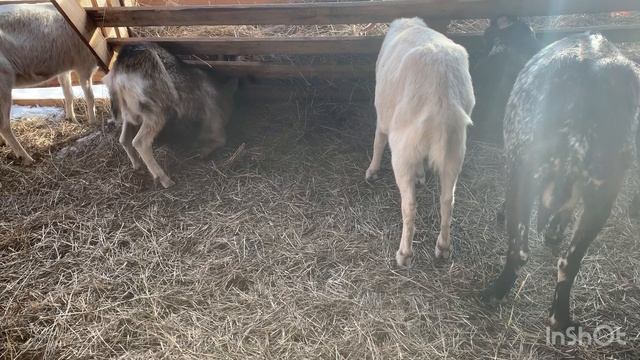 Можно ли кормить козлят коровьим молоком. Коровье молоко для козлят. Чем кормить козлят смотреть онлайн