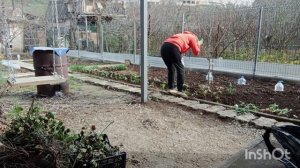 ✅ХРИЗАНТЕМЫ. ВТОРОЙ ДЕНЬ ВЫСАДКИ ЧЕРЕНКОВ.05.12.25