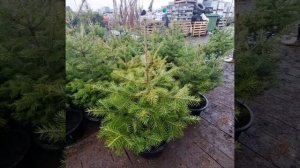 Пихта Сибирская Новогодняя в горшке! Питомник Фавн!