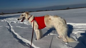 Русская псовая борзая. История породы и особенности ее дрессировки. 05-12-2025