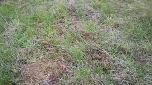 20. Металлокоп с Quest X5. Поиск по полям и не только.