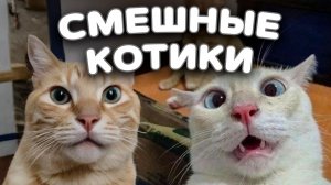 Смешные котики, которые сделали мой день!