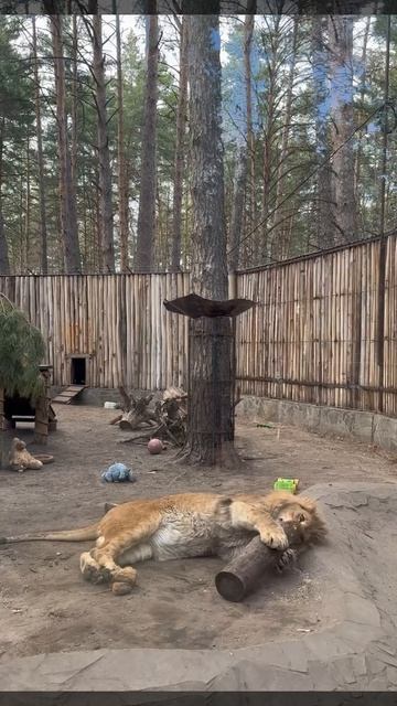 Порой величественный и грозный лев Цезарь из Ульяновского зоопарка ведёт себя как настоящий малыш.