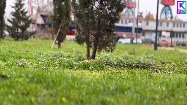 В Керчи хотят высадить кедры и создать романтическую зону отдыха смотреть онлайн