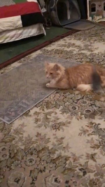 Санкт-Петербург. 05.12.2025. Сегодня день Рыжих. Поздравляем котёнка Персика. Эпизод 1