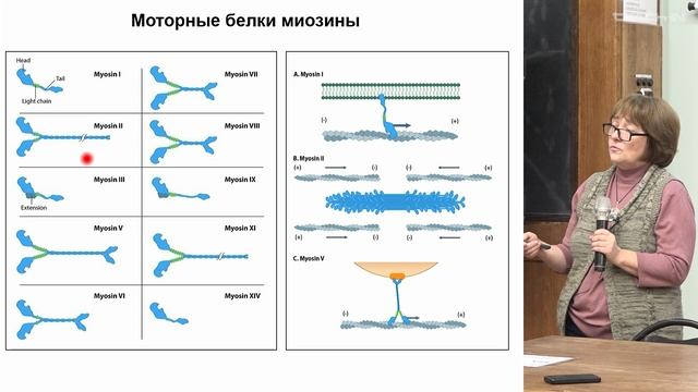 Кисурина О.П. - Клеточная биология - 12. Цитоскелет