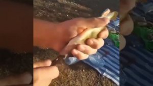 Клип @zatropheem