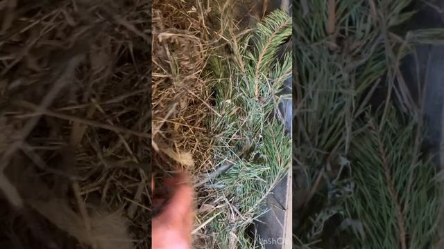 Чем кормить кроликов. Выгодное кормление кроликов. Что можно кроликам смотреть онлайн