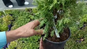 Cергей Сидоренко - Зимовка контейнерных растений в садовых центрах. Часть 4