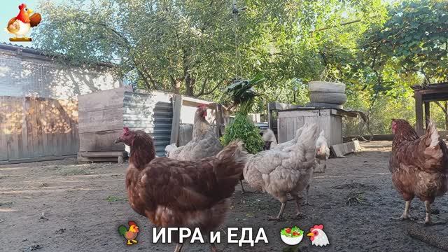 Кормление кур овощами и фруктами для зарядки и от скуки 🥗🐓🤗  (3)