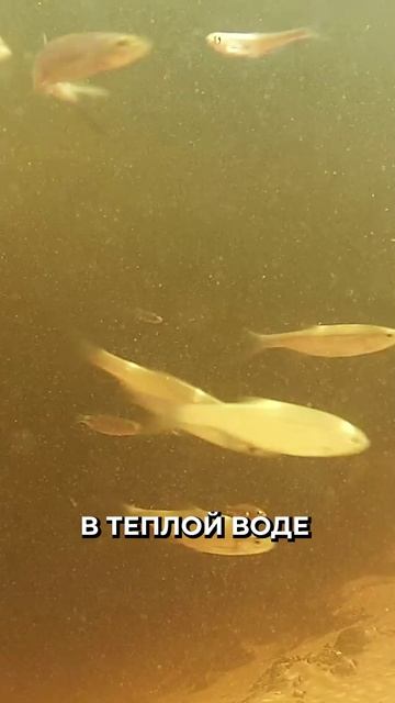 🐟❄️ Ошибки прикармливания в морозы: как не остаться без улова