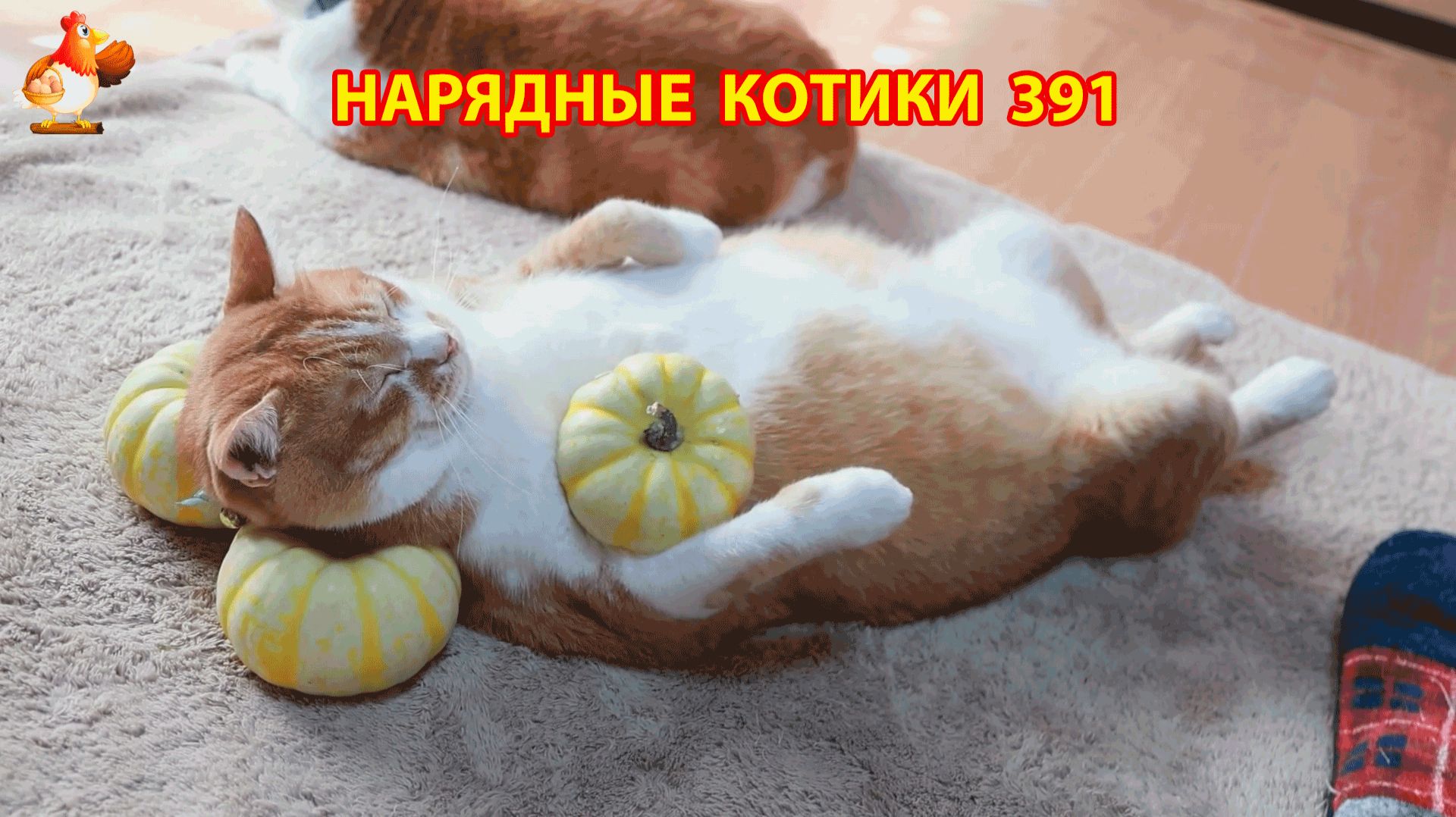 Нарядные Котики расслабляются на солнышке 🌞 🐈🐈🐈 (391)