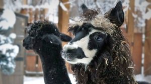 Синеокая красавица альпака и самец по имени Дантес теперь живут вместе в одном вольере.