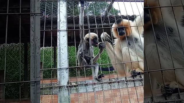 Кофе лювак. Мини зоопарк на кофейной плантации.