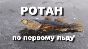 Первый лед. Ротан.