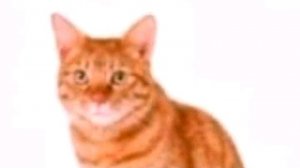 отвечаю на вопросы