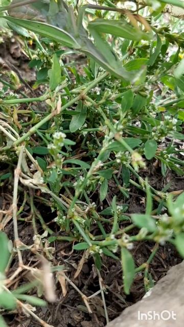 Животные.Сборник интересных моментов из жизни животных.Фильм7.Серия1.Часть3.mp4