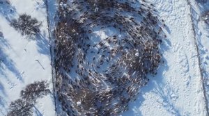 Корализация оленей? pandasakha #север #арктика #животные