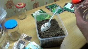 Стратификация семян кипариса,сосен, можжевельников .