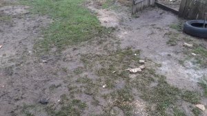 сверлим дуб шуруповёрт инко и элитек mp4