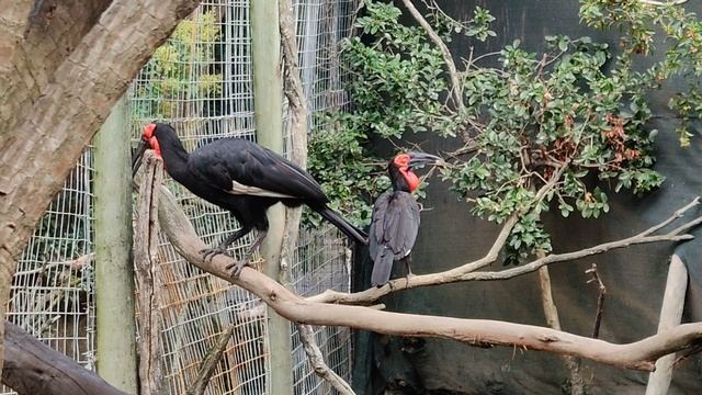 они ещё и летают