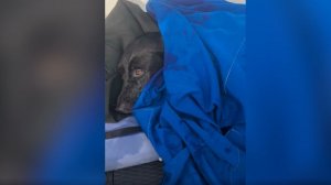 Собаку унесло ветром в открытый океан в Сан-Диего. Местным спасателям удалось спасти животное