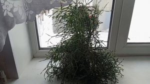 Оленьи рожки - домашний цветок