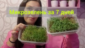 Микрозелень за 7 дней: от посева до сбора урожая 😁
