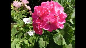 ПЕЛАРГОНИИ В МОЁМ САДУ.