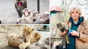 Красный Дракон ПРОТИВ львицы- надо стаю ЗАЩИТИТЬ!Кто кому мать, отец и бабка у макак! Шикарные КОШКИ