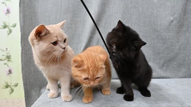 DSC_4844 смотреть онлайн