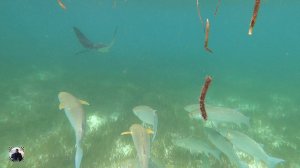 Скат пятнистый орляк, снорклинг, остров Мееру, Мальдивы 2025 #мальдивы #снорклинг #скат #скаторляк