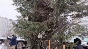 На территории школы № 1 установили большую ель к Новому году (05.12.25г., Бийское телевидение)