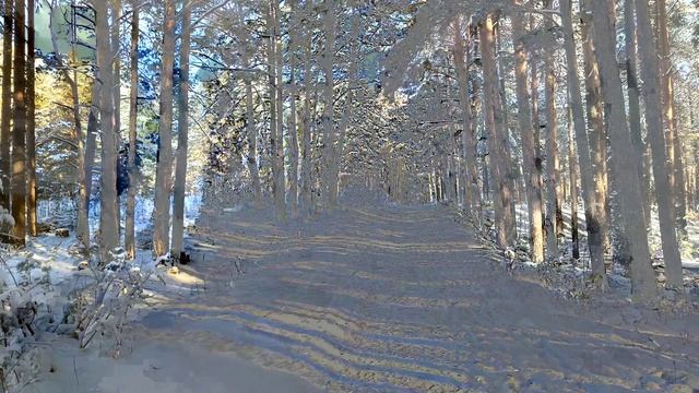 Прогулка по заснеженному лесу
