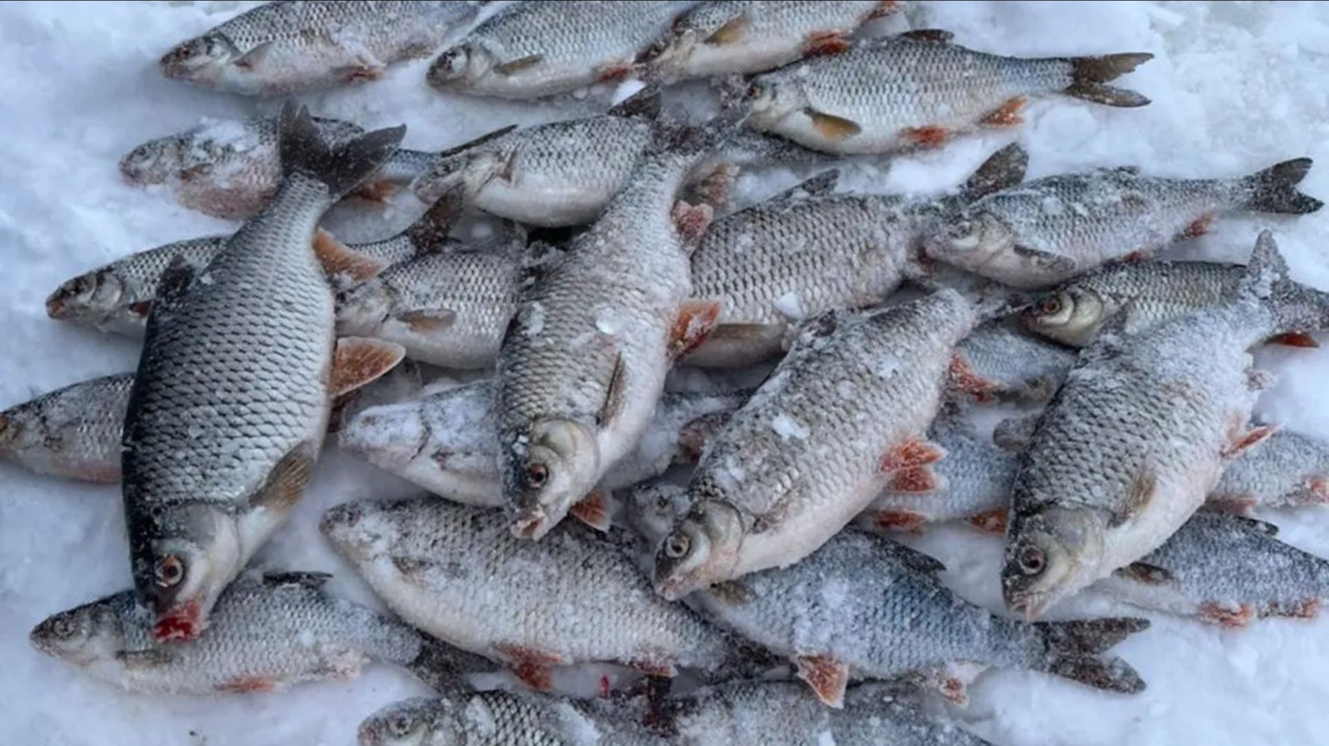 Ловим плотву на горьковском водохранилище. смотреть онлайн